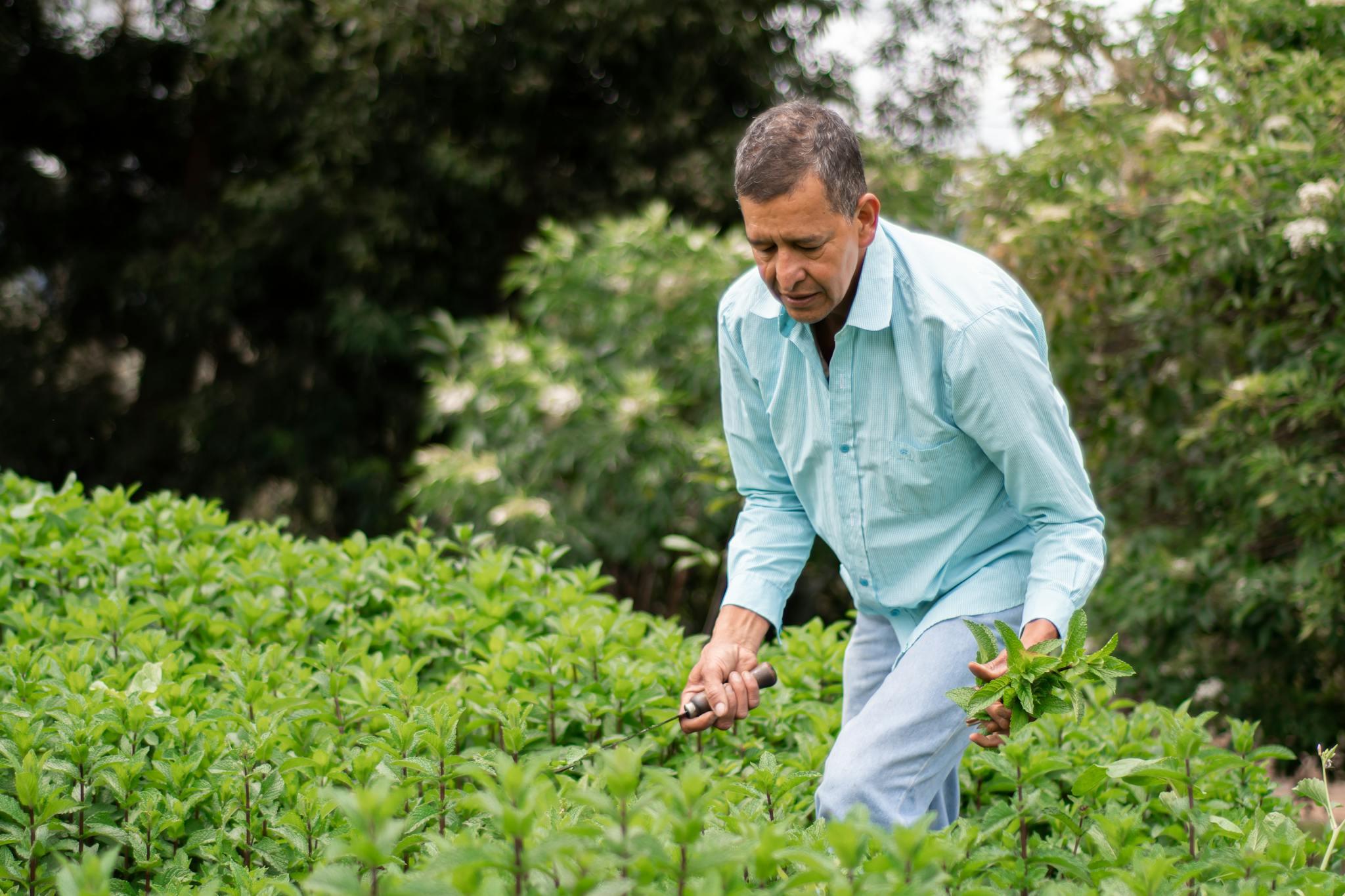 A farmer harvests fresh mint in a vibrant green field, wearing a blue shirt and using a sickle.