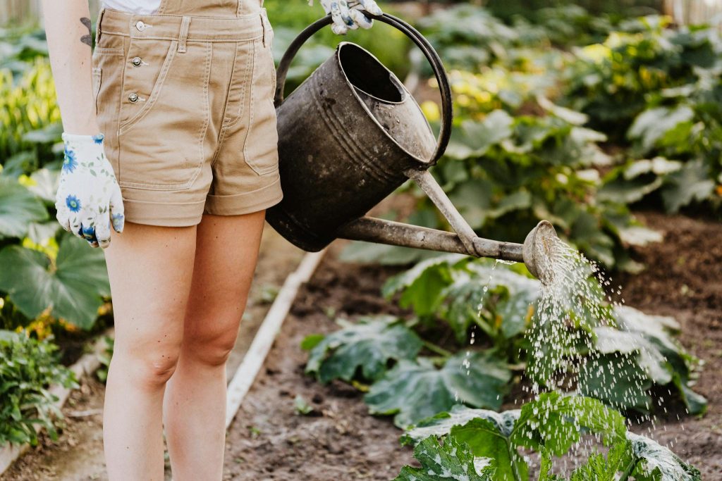 A woman waters lettuce in a lush home garden with a metal watering can.
