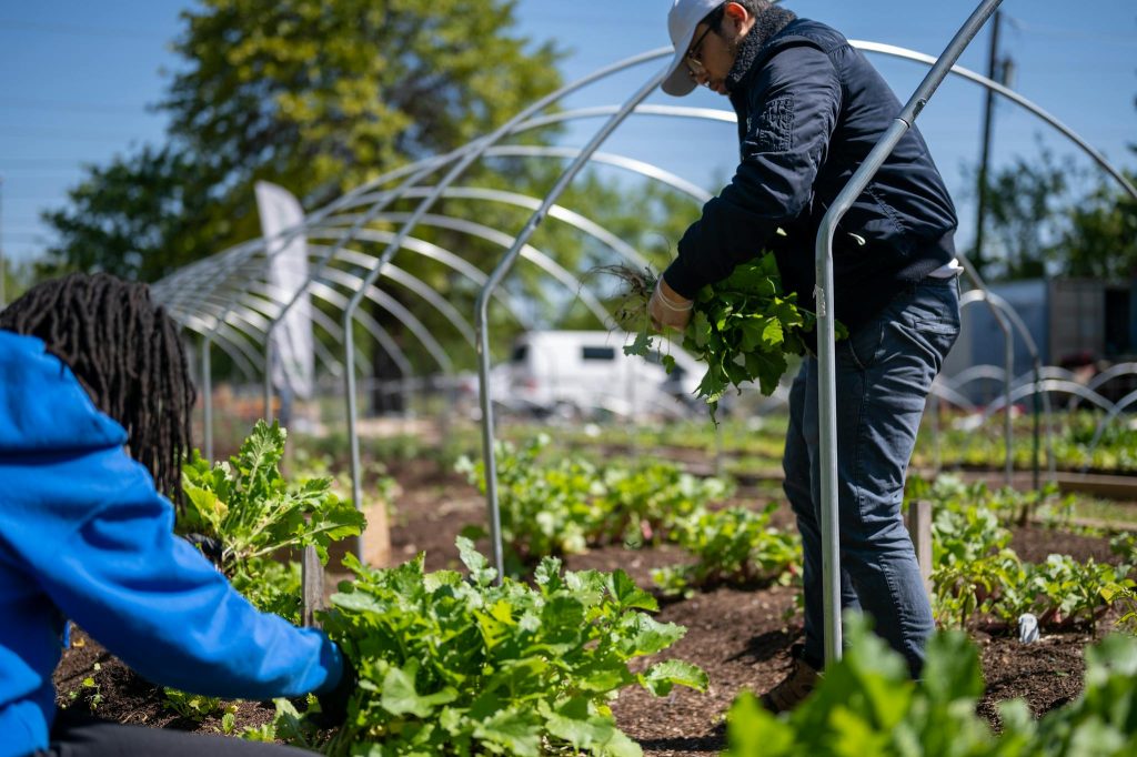 Two people working on an organic farm, harvesting fresh lettuce outdoors.