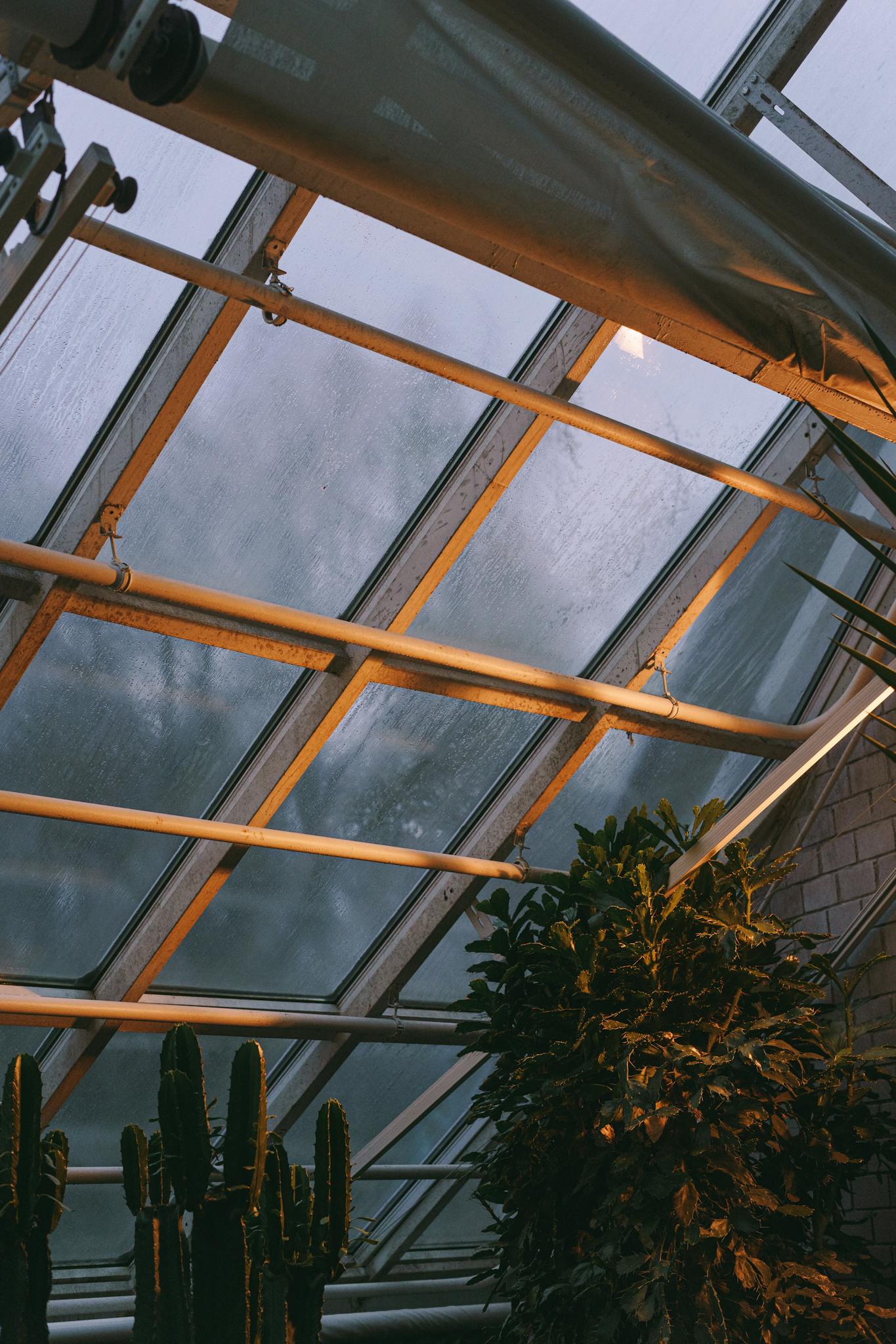 home gardening with raised beds and green plants